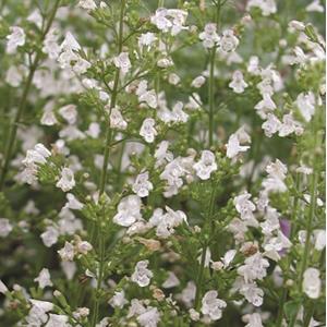 1608-calamintha-nepeta-white-cloud