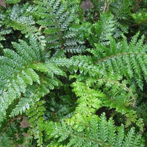 8605-polystichum-polyblepharum