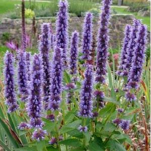 1060-agastache-black-adder