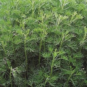 6070-artemisia-abrotanum-coca-cola