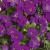 1573-aubrieta-hyb-audrey-purple-shades