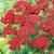 1033-achillea-millefolium-red-velvet