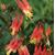 1223-aquilegia-canadensis-little-lanterns