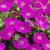 2375-geranium-sanguineum-max-frei[2]