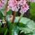 7118-bergenia-baby-doll