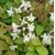 7276-epimedium-youngianum-niveum