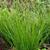 5120-carex-howardii-phoenix-green