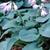 7371-hosta-blue-mouse-ears