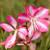 2317-gaura-lindheimeri-rosy-jane