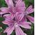6149-malva-sylvestris