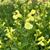 7511-salvia-greggii-lemon-light