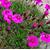 2004-dianthus-a