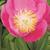 7610-paeonia-lactiflora-birthday-83-x-160mm