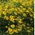 2459-helenium-autumnale-helena-gold
