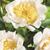 7620-paeonia-lactiflora-moon-of-nippon-83-x-160mm