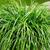 5250-carex-oshimensis-evergreen