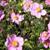 7083-anemone-hybrida-praecox