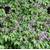 7264-epimedium-grandiflorum-lilafee