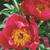 7615-paeonia-lactiflora-flame-83-x-160mm