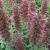 2198-echium-vulgare-red-feathers-jpg