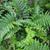8605-polystichum-polyblepharum