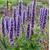 1060-agastache-black-adder